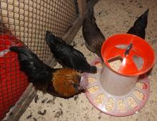 Automaatne kanasöötja - isetegemise meetodid