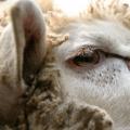 Овца куйбышевской породы: описание, характеристики, отзывы