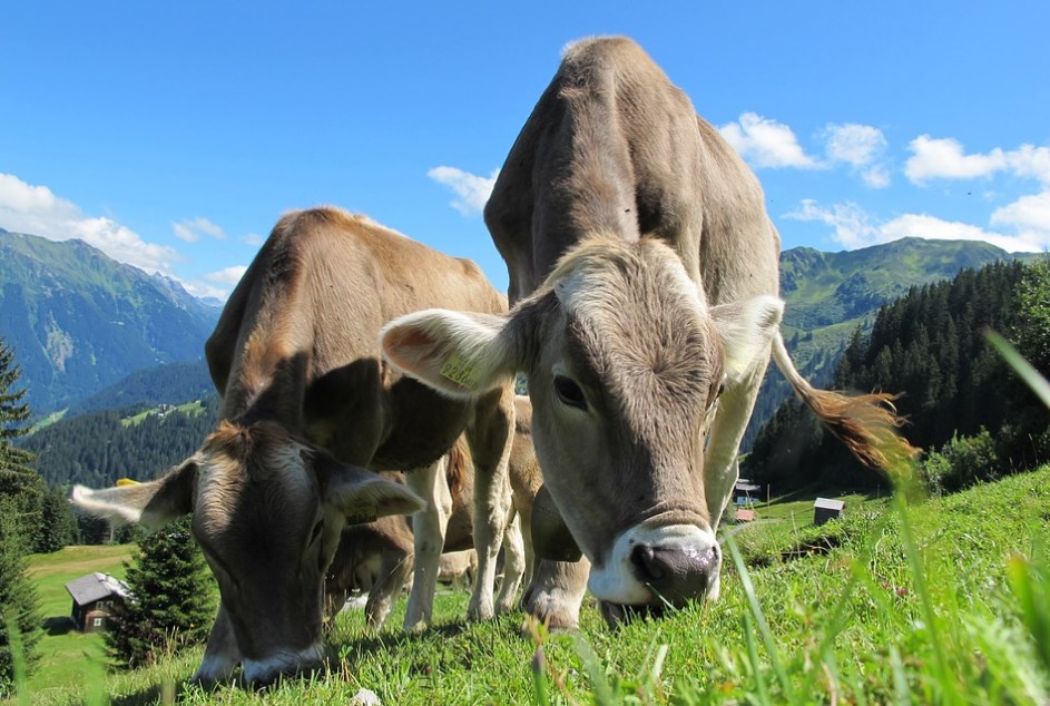 Lehm - kariloomade omadused ja huvitavaimad faktid lehmade kohta (125 fotot) Huvitavad faktid kodulehma kohta