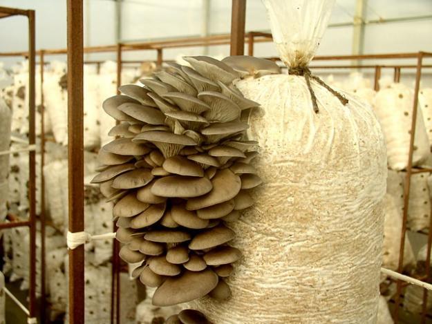 Austerservikud suvilas, kuidas austrite seeni ise kasvatada, kasulikke näpunäiteid
