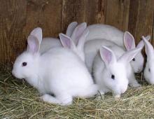 С чего начать разведение кроликов в домашних условиях?