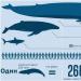 Teadlased selgitavad, miks vaalad kaldale uhutakse Sinivaal uhutakse üles