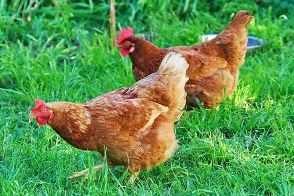 Kanade munad: miks ja kuidas võõrutada?