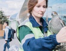 Tiibade lõikamine: kuidas ornitoloogid lennuväljadel töötavad Stabiilne palk spetsialistile Ukrainas ja Kasahstanis