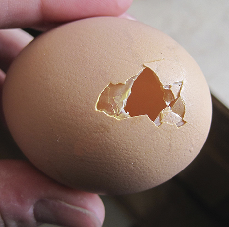 Ütleme munade hammustamiseks „Stop”: analüüsime kõiki võimalikke põhjuseid