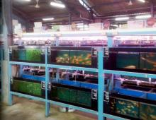 Kas akvaariumikalade müügiga on lihtne raha teenida. Kuidas saab eraomanik akvaariumikalasid õigesti müüa?